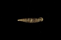 藏品(馬鞍寮煙管蝸牛)的圖片